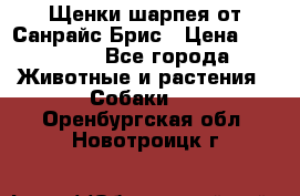 Щенки шарпея от Санрайс Брис › Цена ­ 30 000 - Все города Животные и растения » Собаки   . Оренбургская обл.,Новотроицк г.